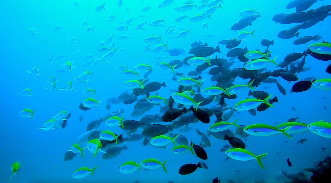 Kalender Prediksi , Kunci Cegah Kematian Massal Ikan di Danau Toba