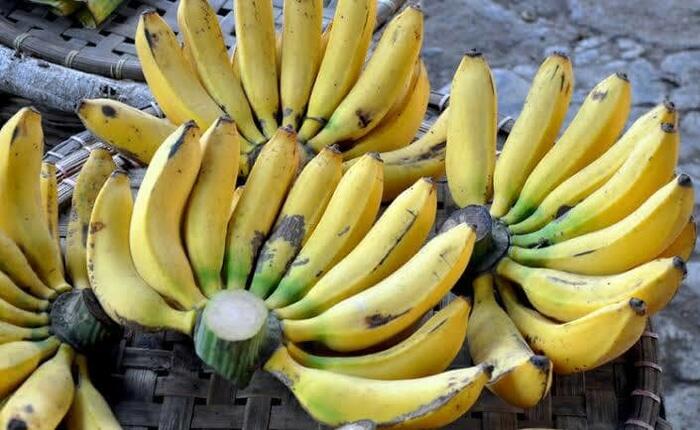 Meraup Omset Puluhan Bahkan Ratusan Juta Dengan Menanam Pisang