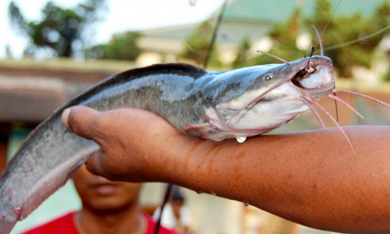 Umpan Ikan lele Kilo Gebrus paling mantap pilihan sang juara