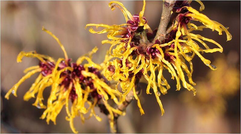 Kenali Witch Hazel, Tanaman "Ajaib" yang Punya 7 Manfaat Hebat ini!