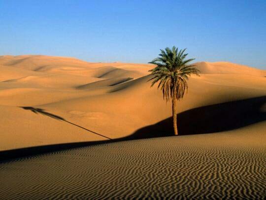 Peneliti: Gurun Sahara Bisa Menghijau, Asal...