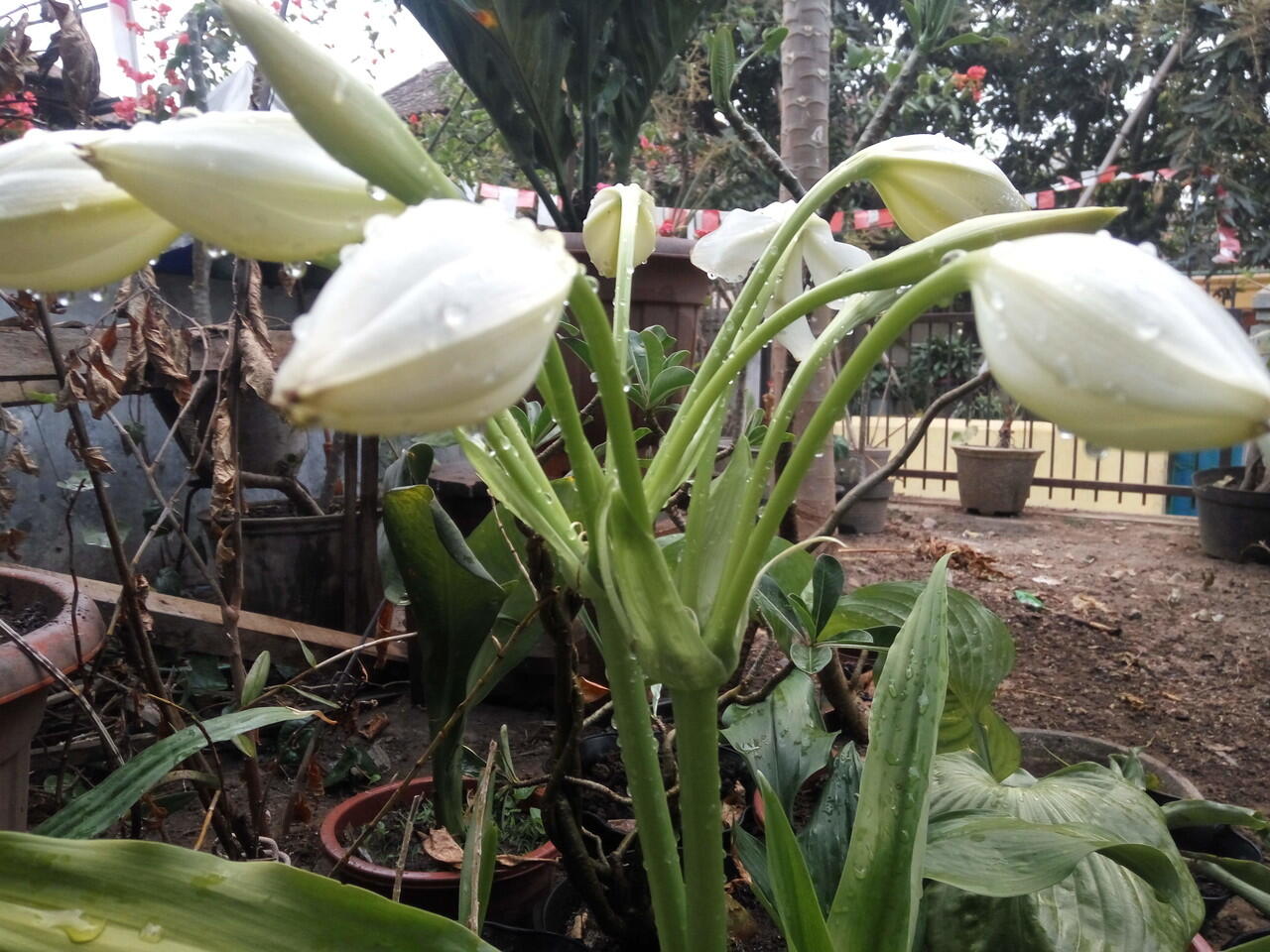 Jago Ngurus Kucing dan Nyiram Tanaman, Ini #AslinyaLo