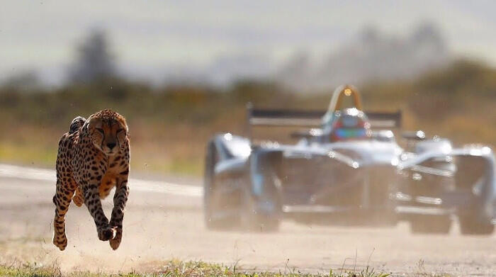 Mengapa Cheetah Bisa Secepat Mobil Balap?