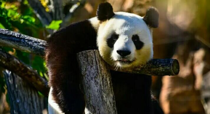 Kebun Binatang Australia Suguhi Video Porno kepada Dua Panda, Untuk Apa?