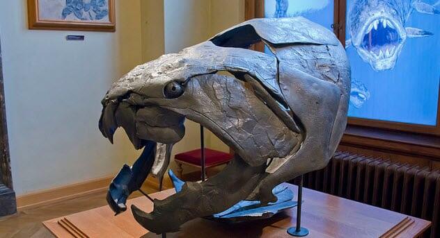 Dunkleosteus : Predator Laut Mematikan Zaman Purba