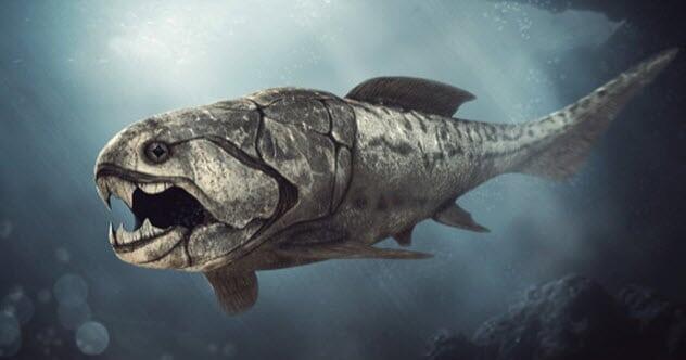 Dunkleosteus : Predator Laut Mematikan Zaman Purba