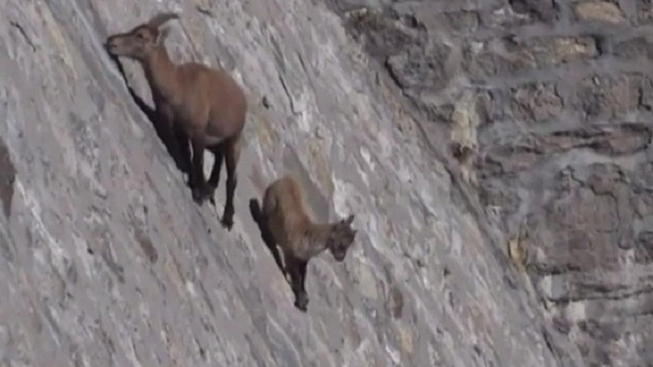 Kadal hingga Kambing, 5 Hewan yang Memiliki Kemampuan Seperti Superhero