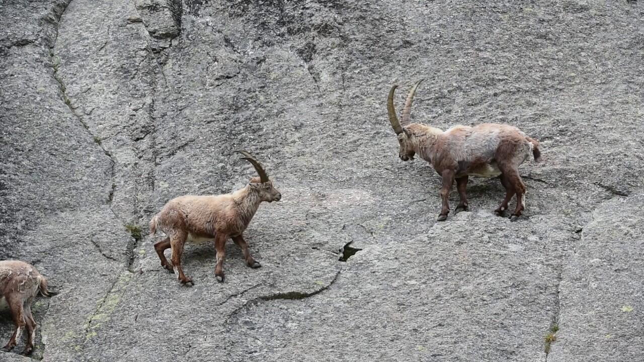 Kadal hingga Kambing, 5 Hewan yang Memiliki Kemampuan Seperti Superhero