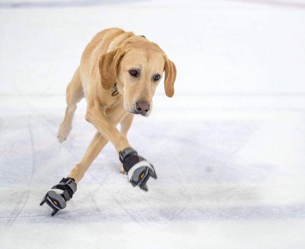 Inget Airbud? Ini Anjing Pertama yang Main Ice Skating