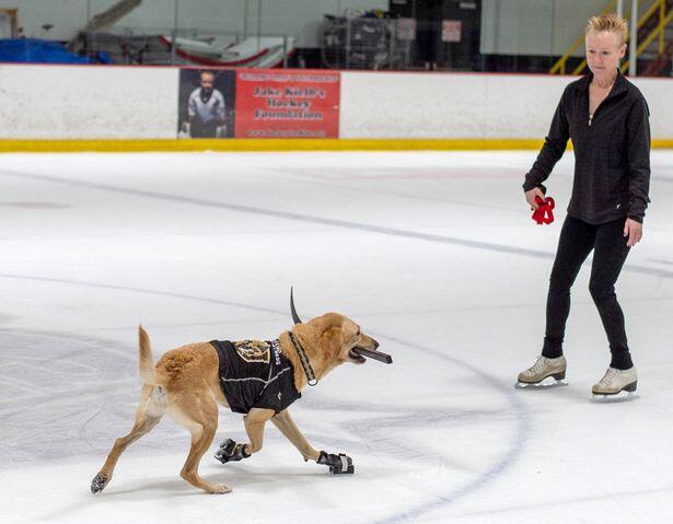 Inget Airbud? Ini Anjing Pertama yang Main Ice Skating