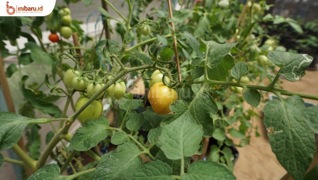 Agan Pengin Berkebun di Sekitar Rumah? Ikuti Saran-Saran Ini!