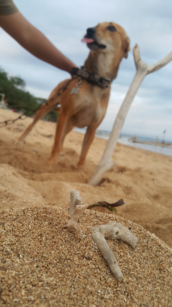 ANJING PELIHARAANKU, BAGIAN KELUARGAKU ( Khusus pecinta anjing )