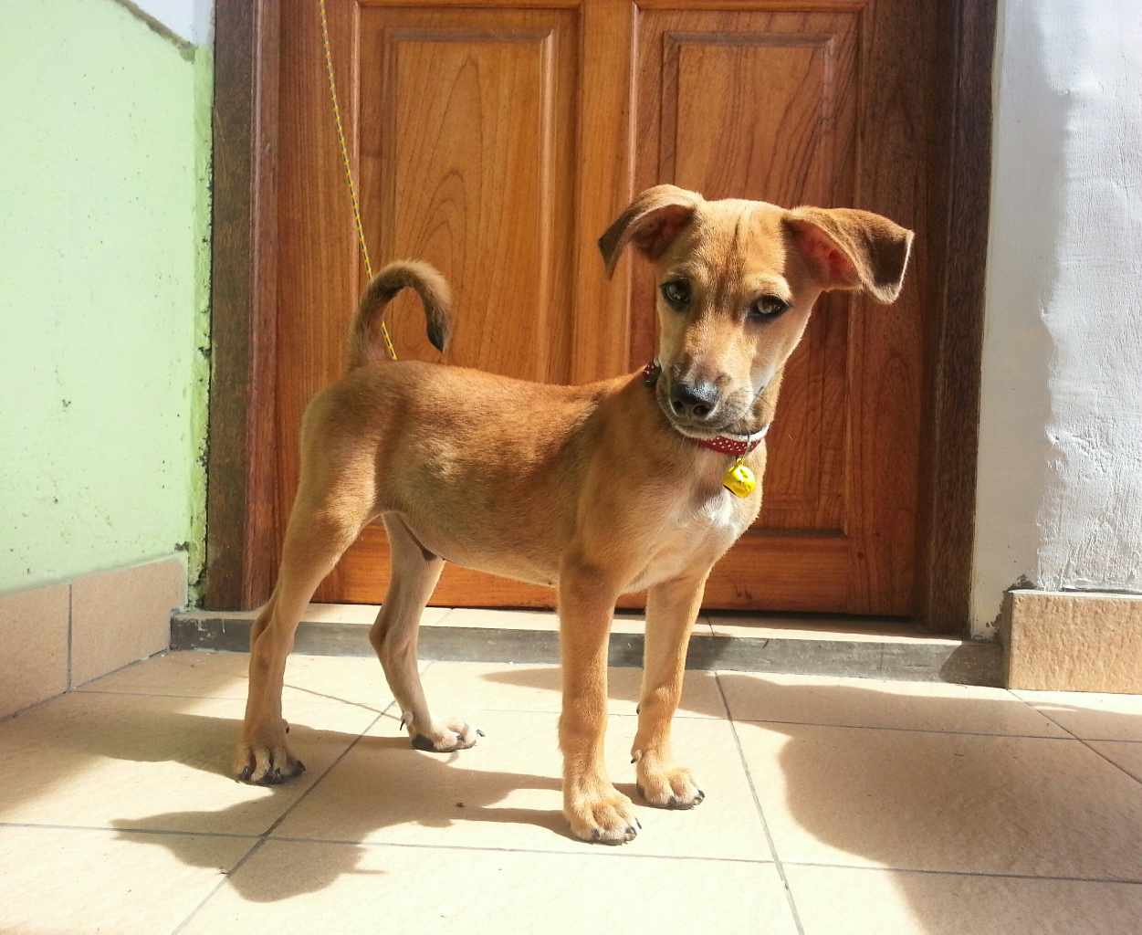 ANJING PELIHARAANKU, BAGIAN KELUARGAKU ( Khusus pecinta anjing )