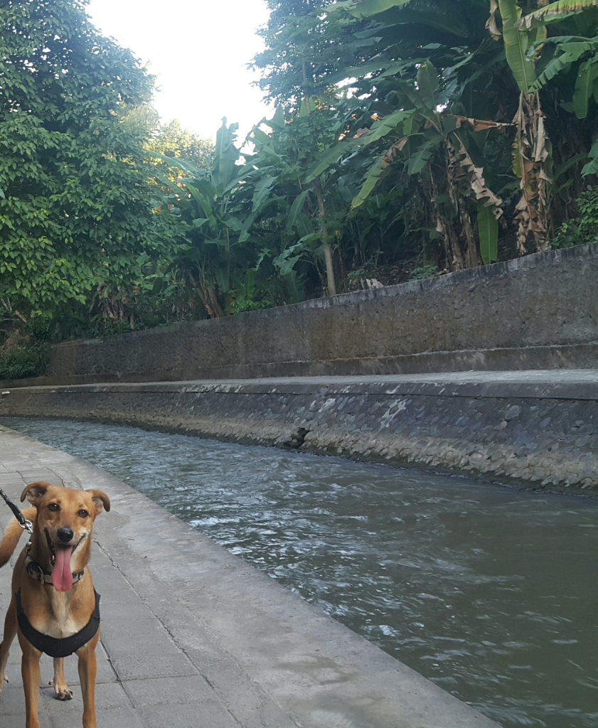 ANJING PELIHARAANKU, BAGIAN KELUARGAKU ( Khusus pecinta anjing )