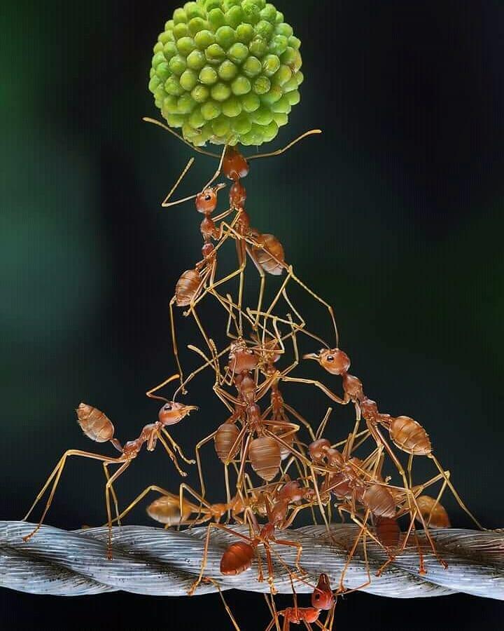 Apa Salahnya Belajar Moral Positif Dari Binatang-Binatang Ini?