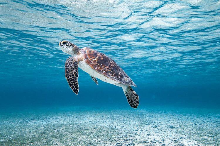 Apa Salahnya Belajar Moral Positif Dari Binatang-Binatang Ini?