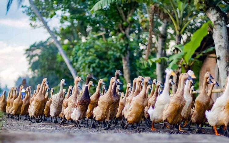 Apa Salahnya Belajar Moral Positif Dari Binatang-Binatang Ini?