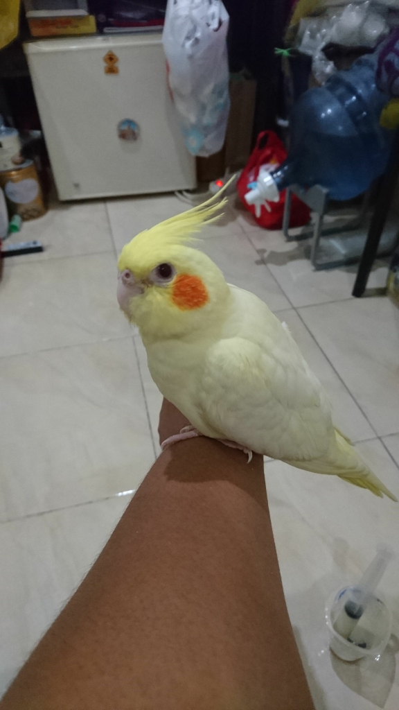 Penggemar Cockatiel Falck Parkit Australi