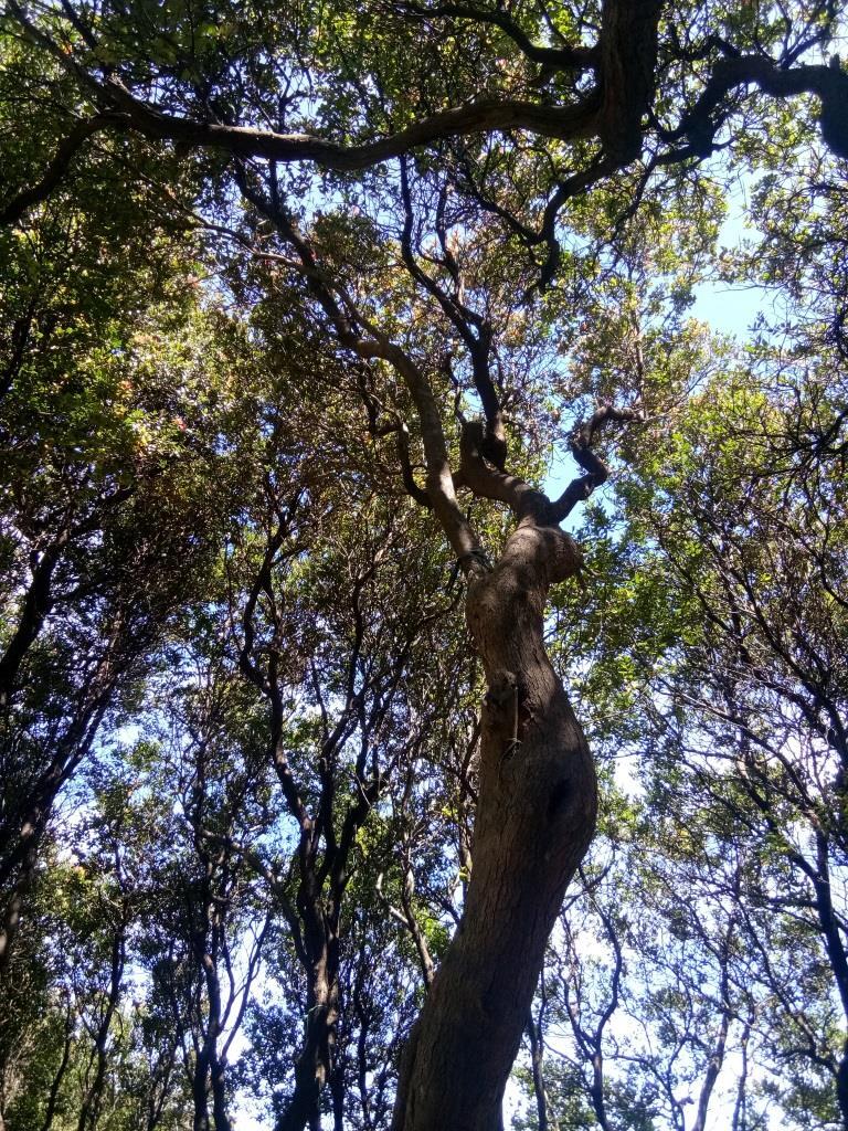 Pengalaman tenda diseruduk babi hutan di gunung Papandayan