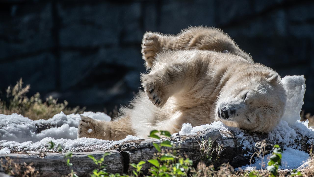 5 Hewan Ini Konon Punya Kekuatan Spiritual yang Dekatkan Manusia dengan Alam