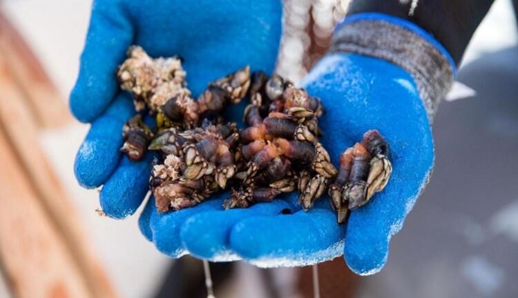 Lucifer Fingers, Binatang Laut Langka dari Portugal