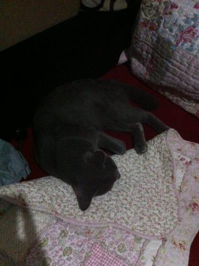 &#91;COC Pets&#93; Kehilangan Kucing Sedihnya Udah Kayak Diputusin Selena Gomez #AslinyaLo