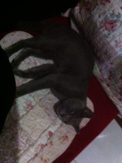 &#91;COC Pets&#93; Kehilangan Kucing Sedihnya Udah Kayak Diputusin Selena Gomez #AslinyaLo