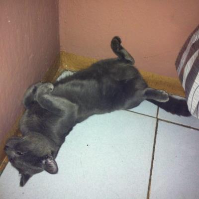 &#91;COC Pets&#93; Kehilangan Kucing Sedihnya Udah Kayak Diputusin Selena Gomez #AslinyaLo
