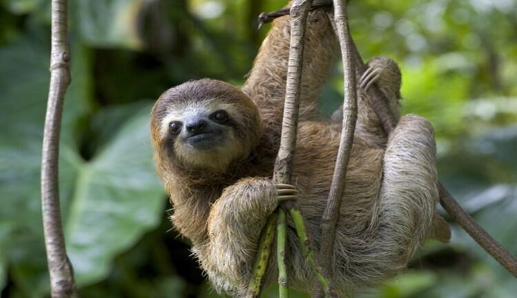 6 Fakta Sloth, Binatang Lambat yang Jago Berenang