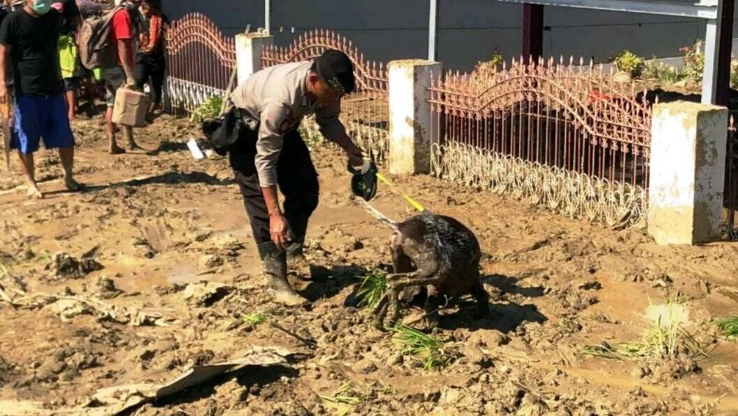 Anjing Pelacak Temukan Mayat Tertimbun Lumpur di Petobo Palu