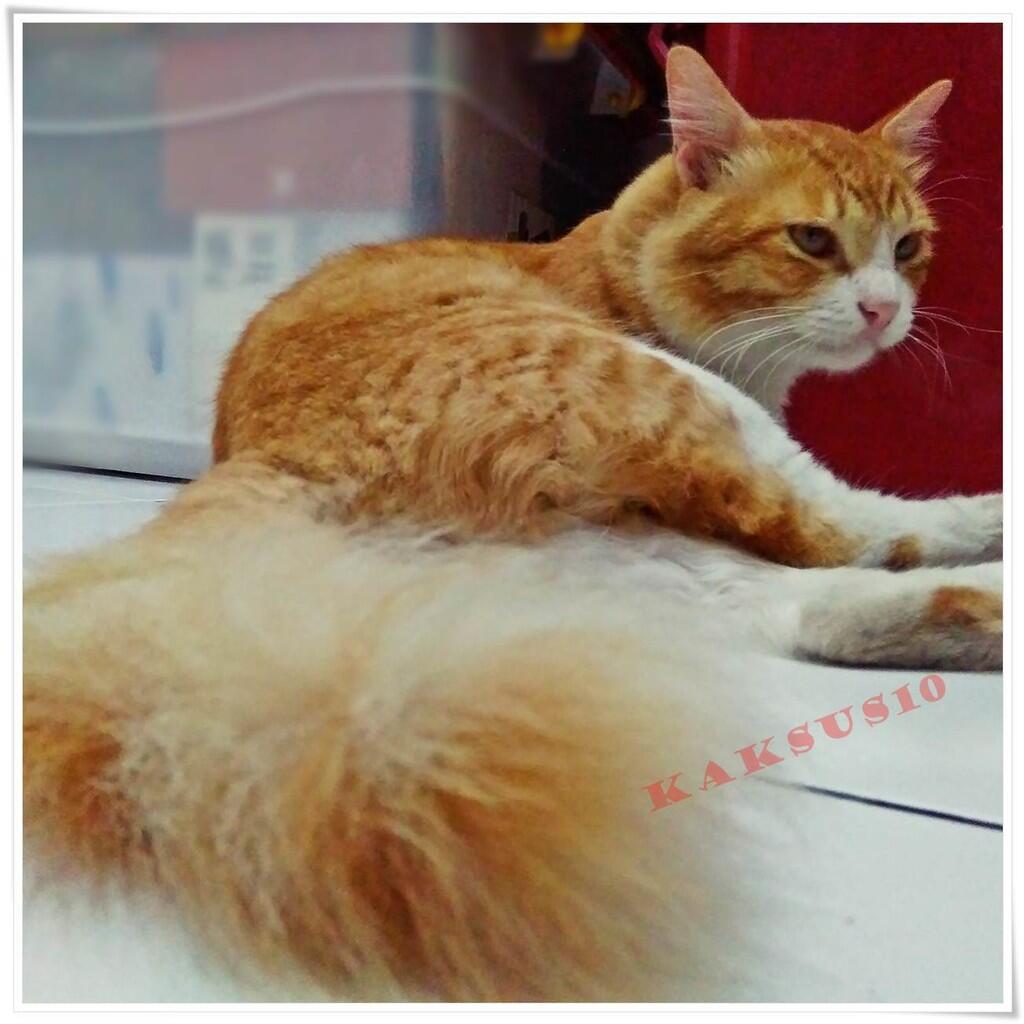 &#91;COC Pets&#93; Kastrasi: Salah Satu Tanda Cinta Kepada Kucing Kesayangan Kamu #AslinyaLo