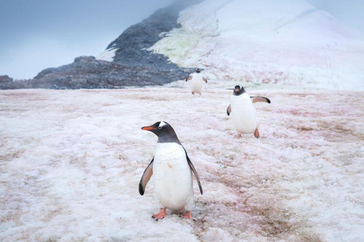Mikroba Misterius Membuat Es di Kutub Berwarna Merah Muda dan Mencair