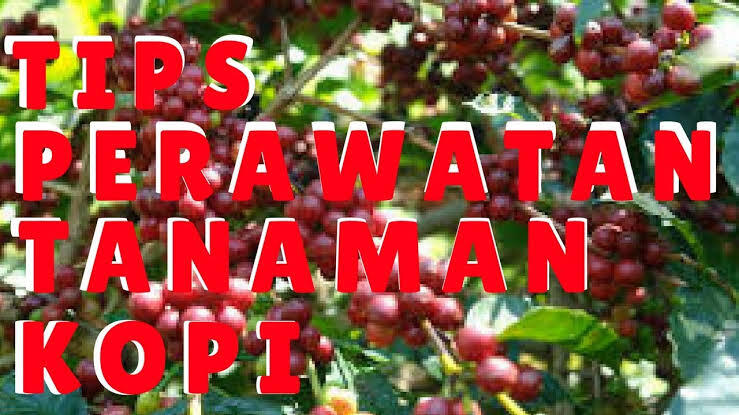 Bertani kopi #aslinyalo