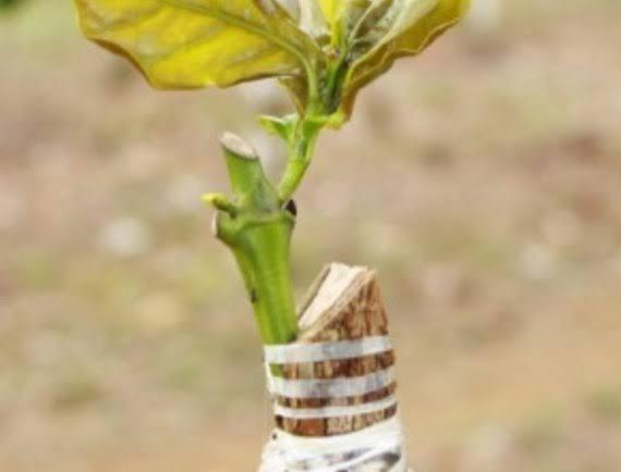 Bertani kopi #aslinyalo
