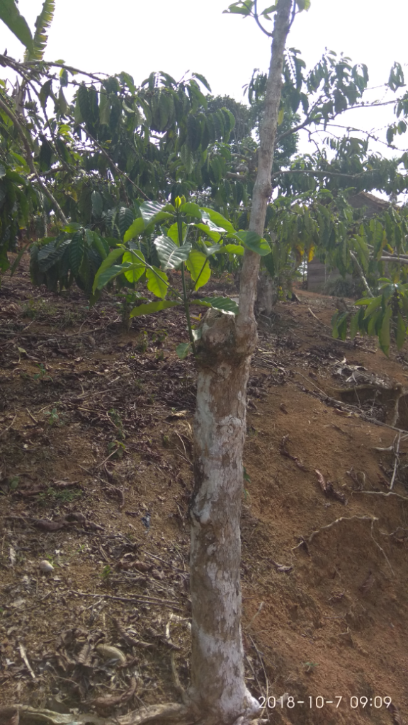 Bertani kopi #aslinyalo