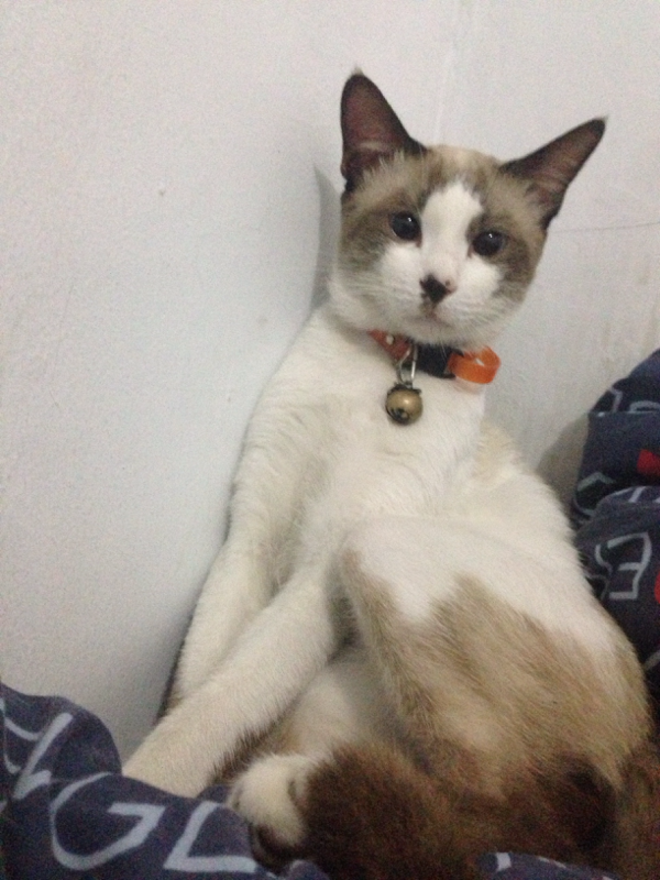 &#91;COC Pets&#93; antara ane dan dua kucing import ane #AslinyaLo