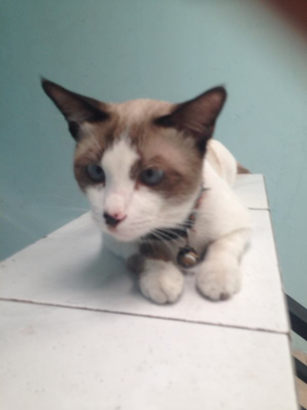 &#91;COC Pets&#93; antara ane dan dua kucing import ane #AslinyaLo