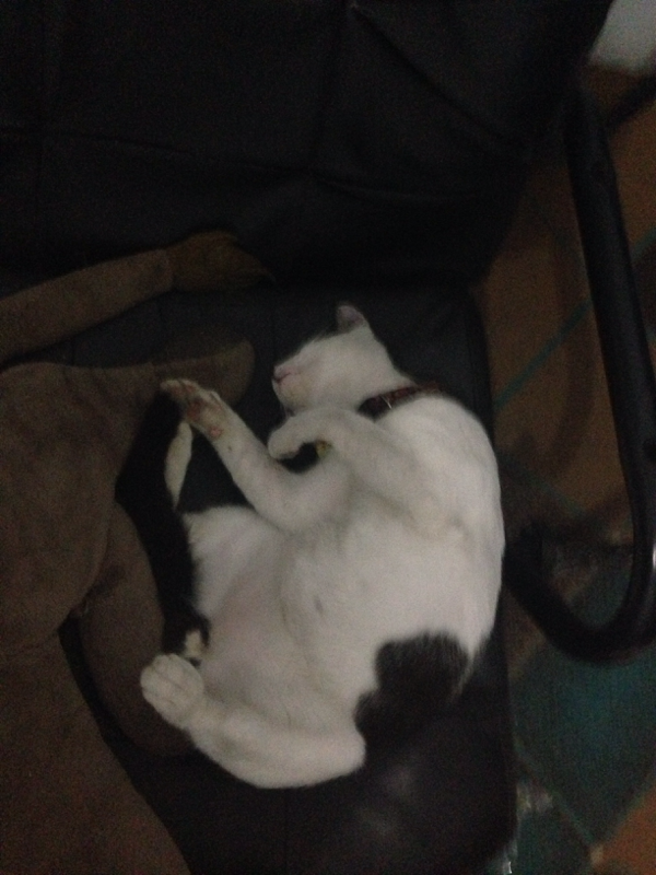 &#91;COC Pets&#93; antara ane dan dua kucing import ane #AslinyaLo