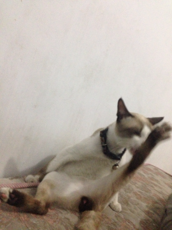 &#91;COC Pets&#93; antara ane dan dua kucing import ane #AslinyaLo