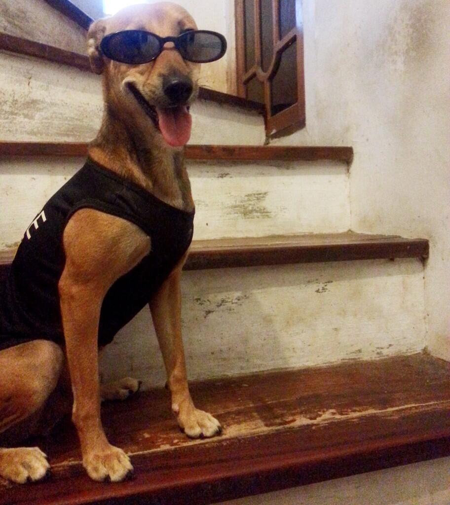 &#91;COC Pets&#93; ''OMiLL'' Anjing Kesayangan Ane #Aslinyalo