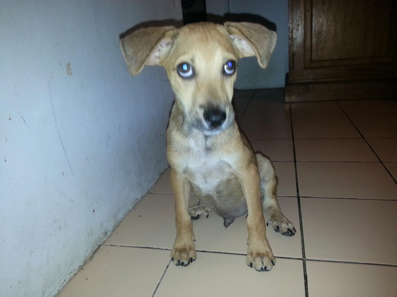 &#91;COC Pets&#93; ''OMiLL'' Anjing Kesayangan Ane #Aslinyalo
