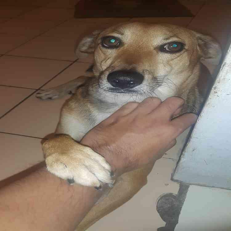 &#91;COC Pets&#93; ''OMiLL'' Anjing Kesayangan Ane #Aslinyalo
