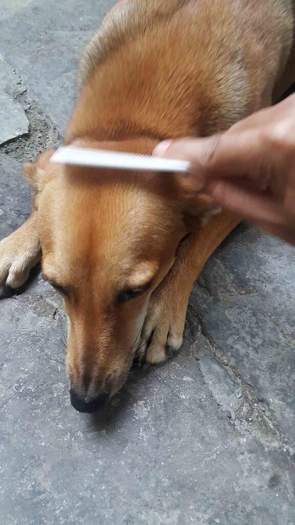 &#91;COC Pets&#93; ''OMiLL'' Anjing Kesayangan Ane #Aslinyalo