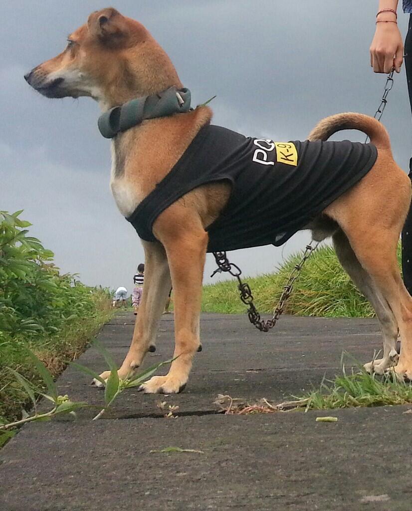 &#91;COC Pets&#93; ''OMiLL'' Anjing Kesayangan Ane #Aslinyalo