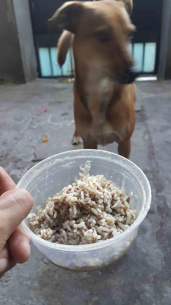 &#91;COC Pets&#93; ''OMiLL'' Anjing Kesayangan Ane #Aslinyalo