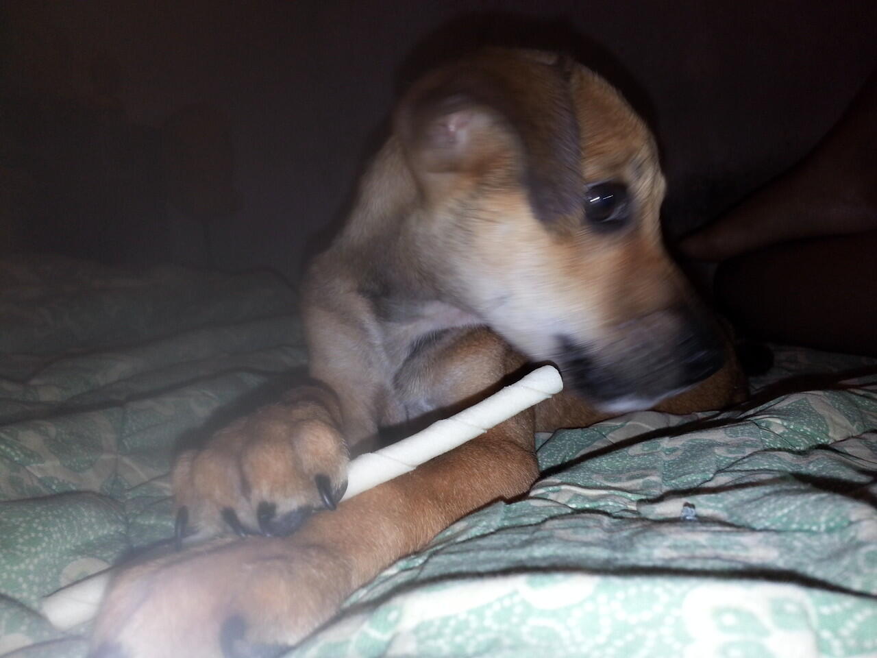 &#91;COC Pets&#93; ''OMiLL'' Anjing Kesayangan Ane #Aslinyalo