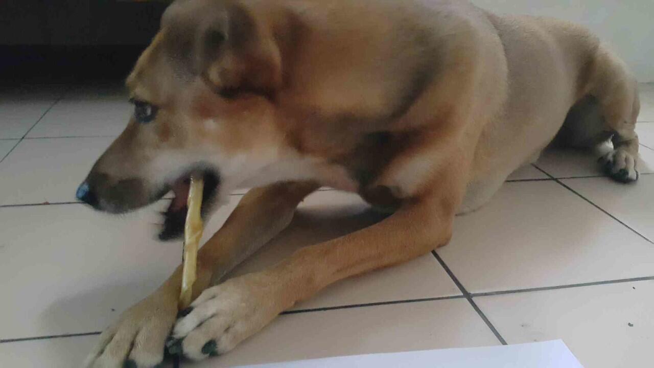 &#91;COC Pets&#93; ''OMiLL'' Anjing Kesayangan Ane #Aslinyalo