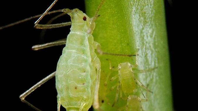 Amerika Membuat Pasukan Serangga Pembawa Virus, Buat Apa Yak?