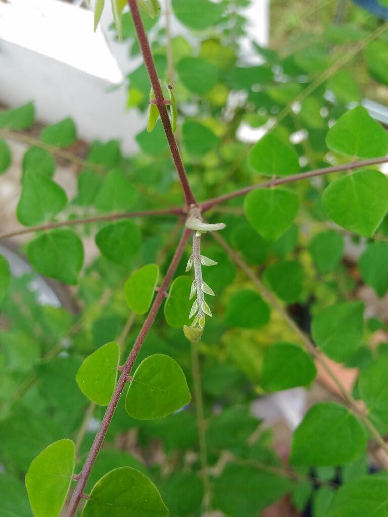Apa itu MACROPHOTOGRAPHY ? (Bisa Dilakukan Dengan Android Agan Lho !)