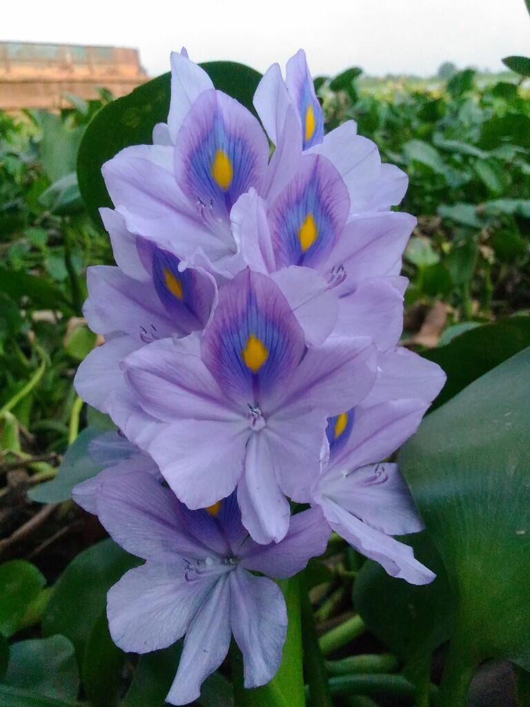 Apa itu MACROPHOTOGRAPHY ? (Bisa Dilakukan Dengan Android Agan Lho !)